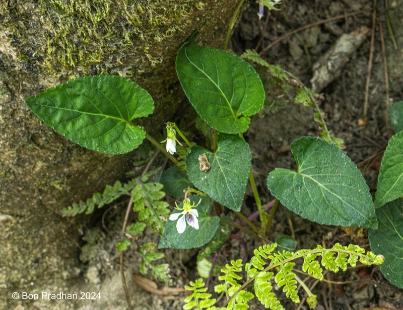 Viola canescens photo 2