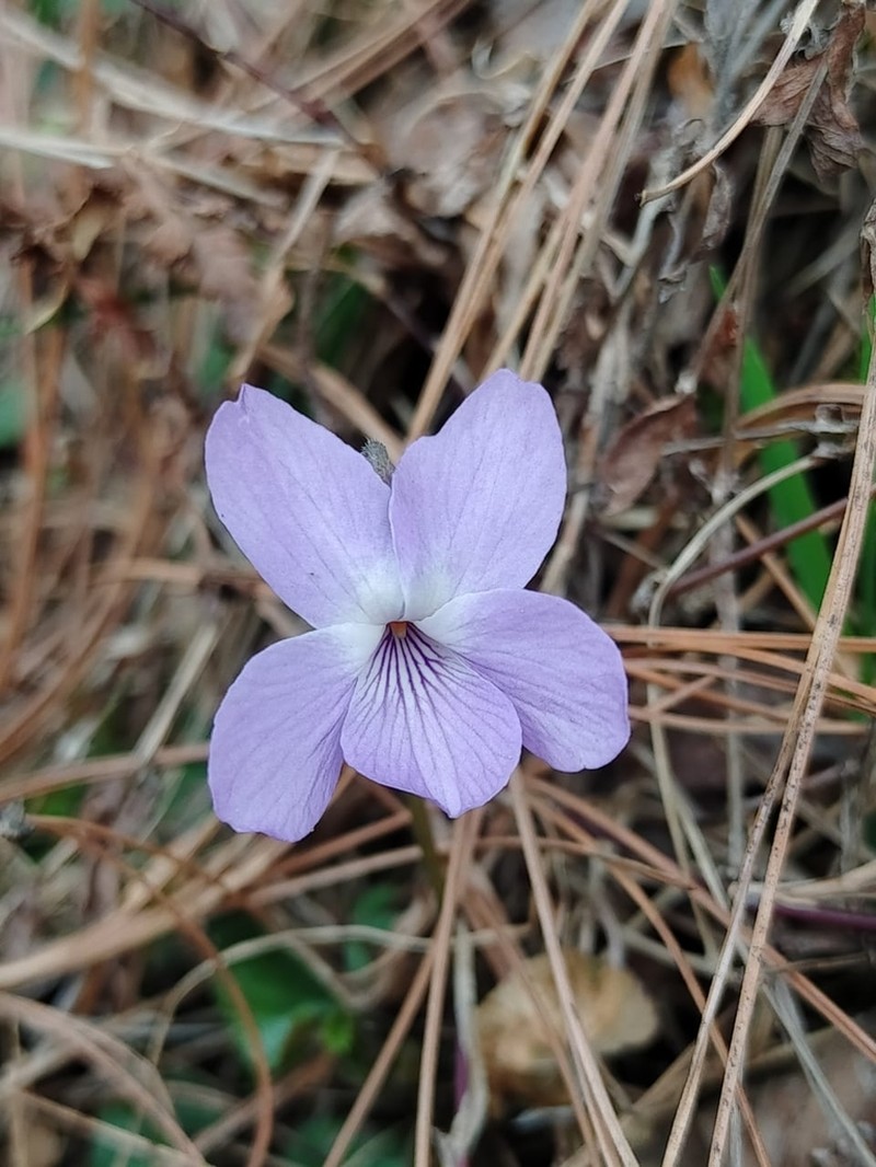 Viola canescens photo 3