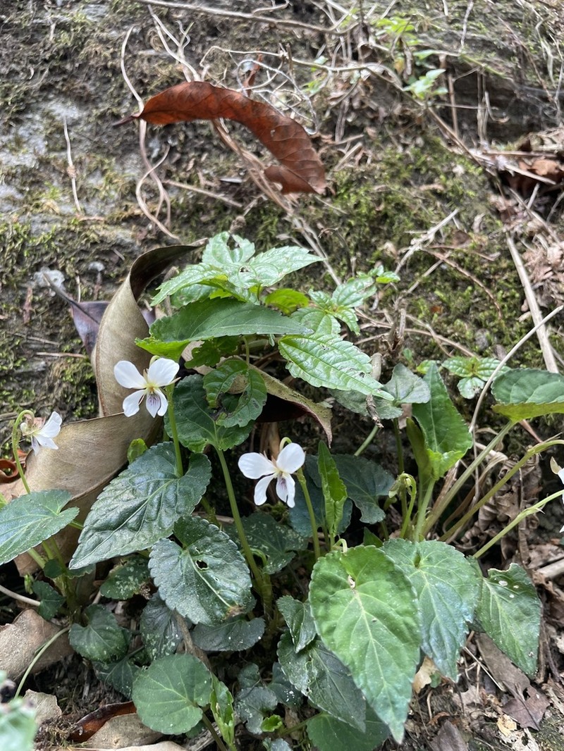 Viola canescens photo 4