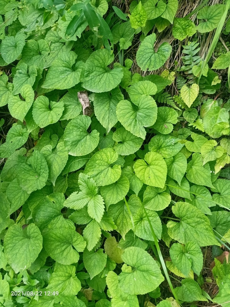 Viola canescens photo 5