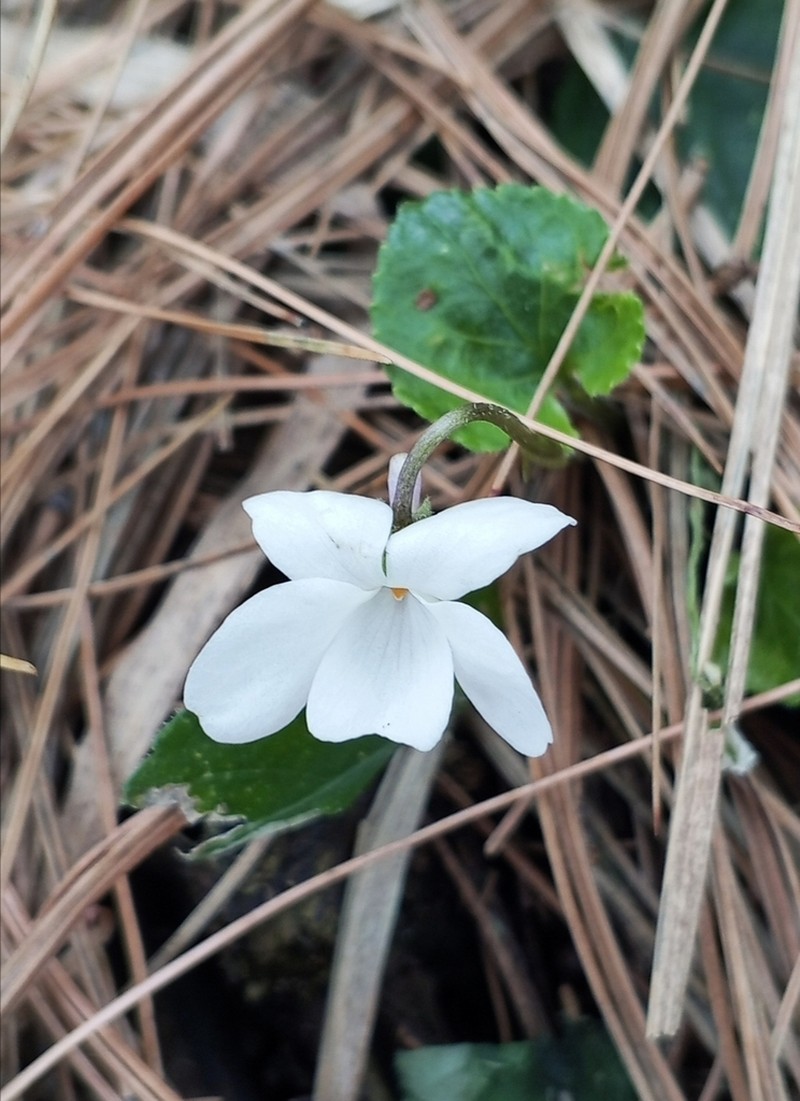 Viola canescens photo 6