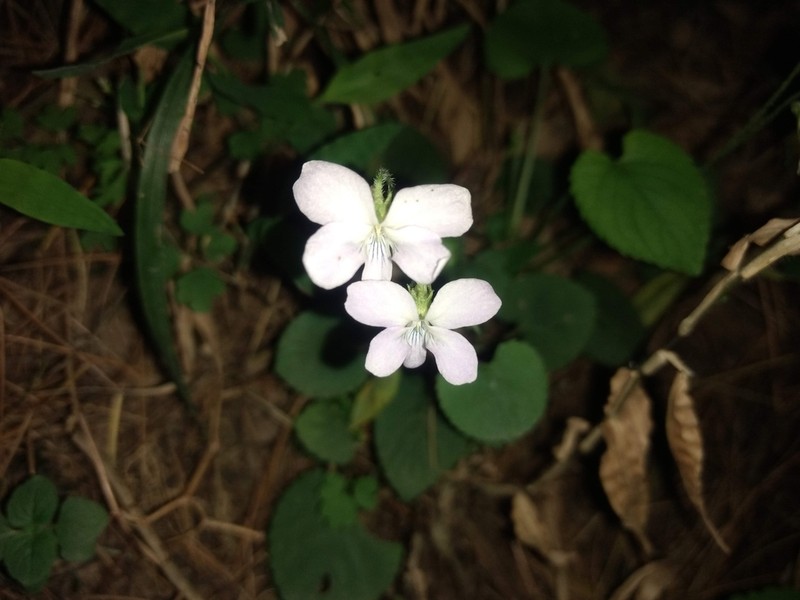 Viola canescens photo 7
