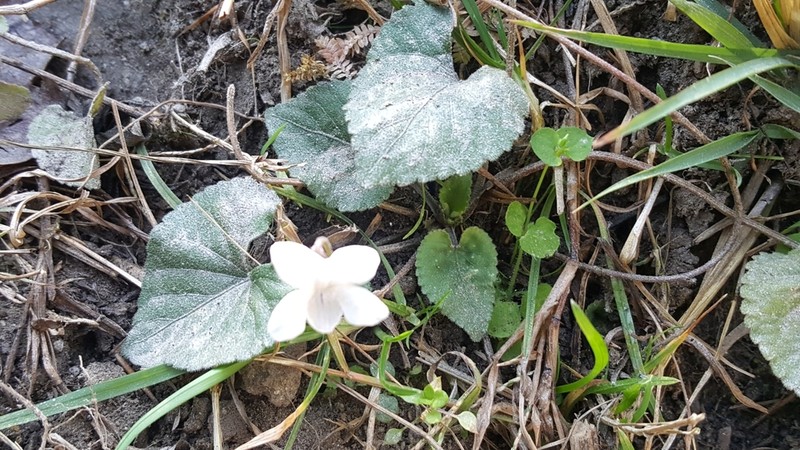 Viola canescens photo 8