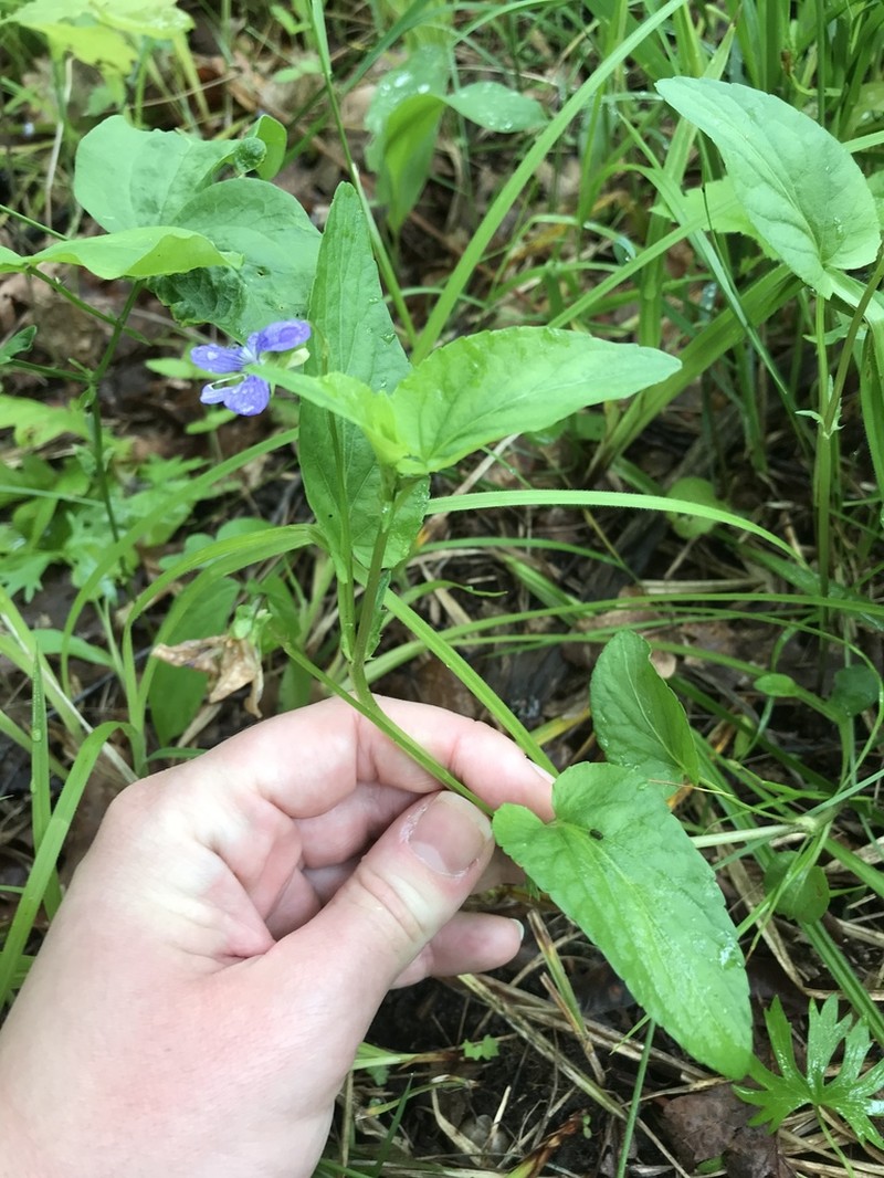 Dog Violet photo 3