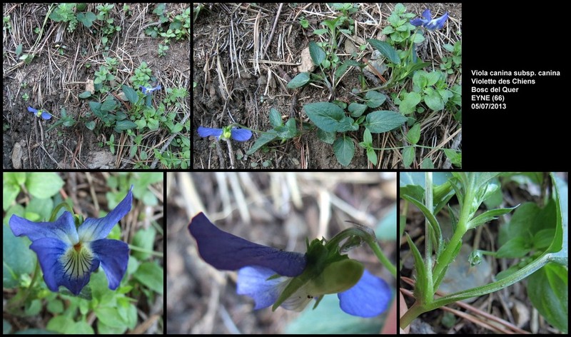 Dog Violet photo 4