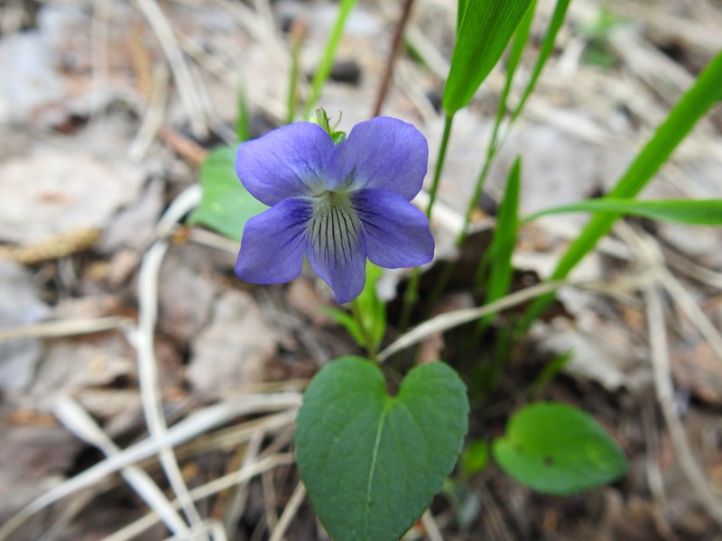 Dog Violet