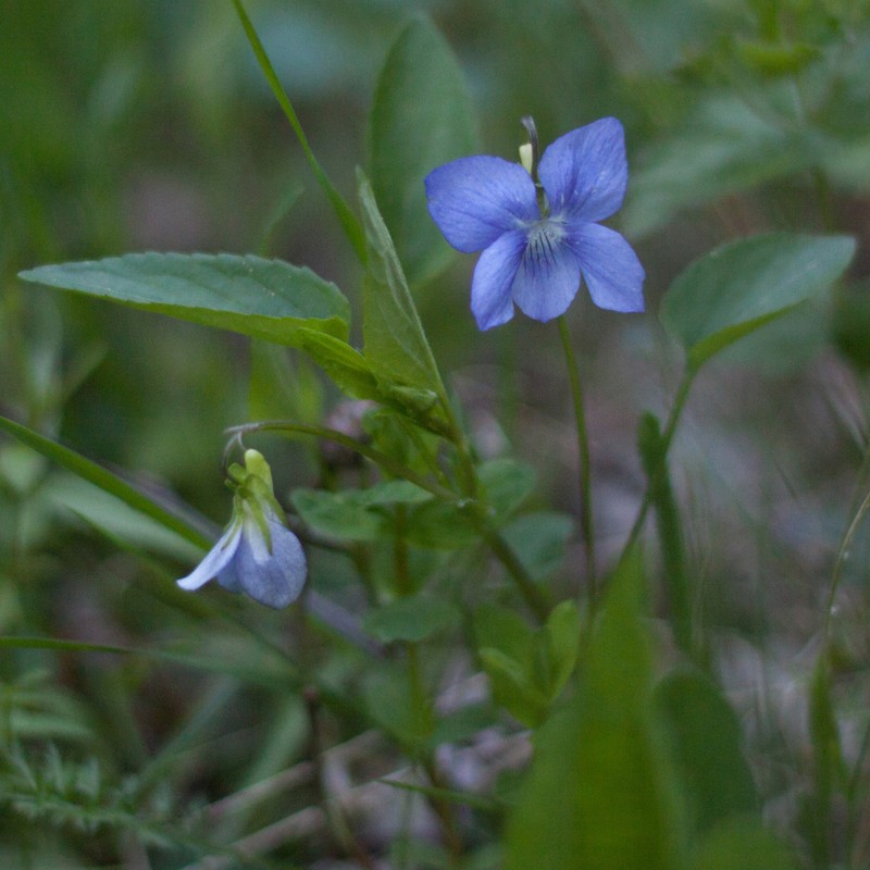 Dog Violet photo 6