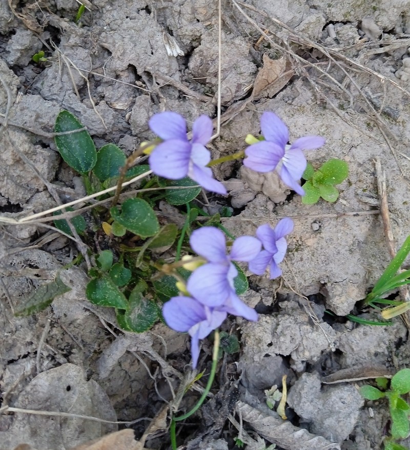 Dog Violet photo 7