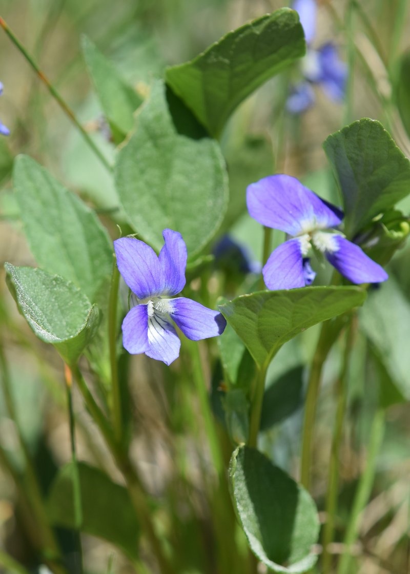 Dog Violet photo 5