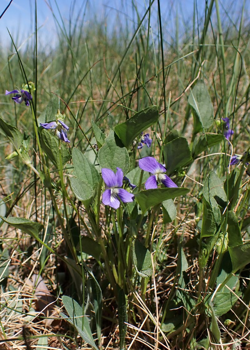 Dog Violet photo 6
