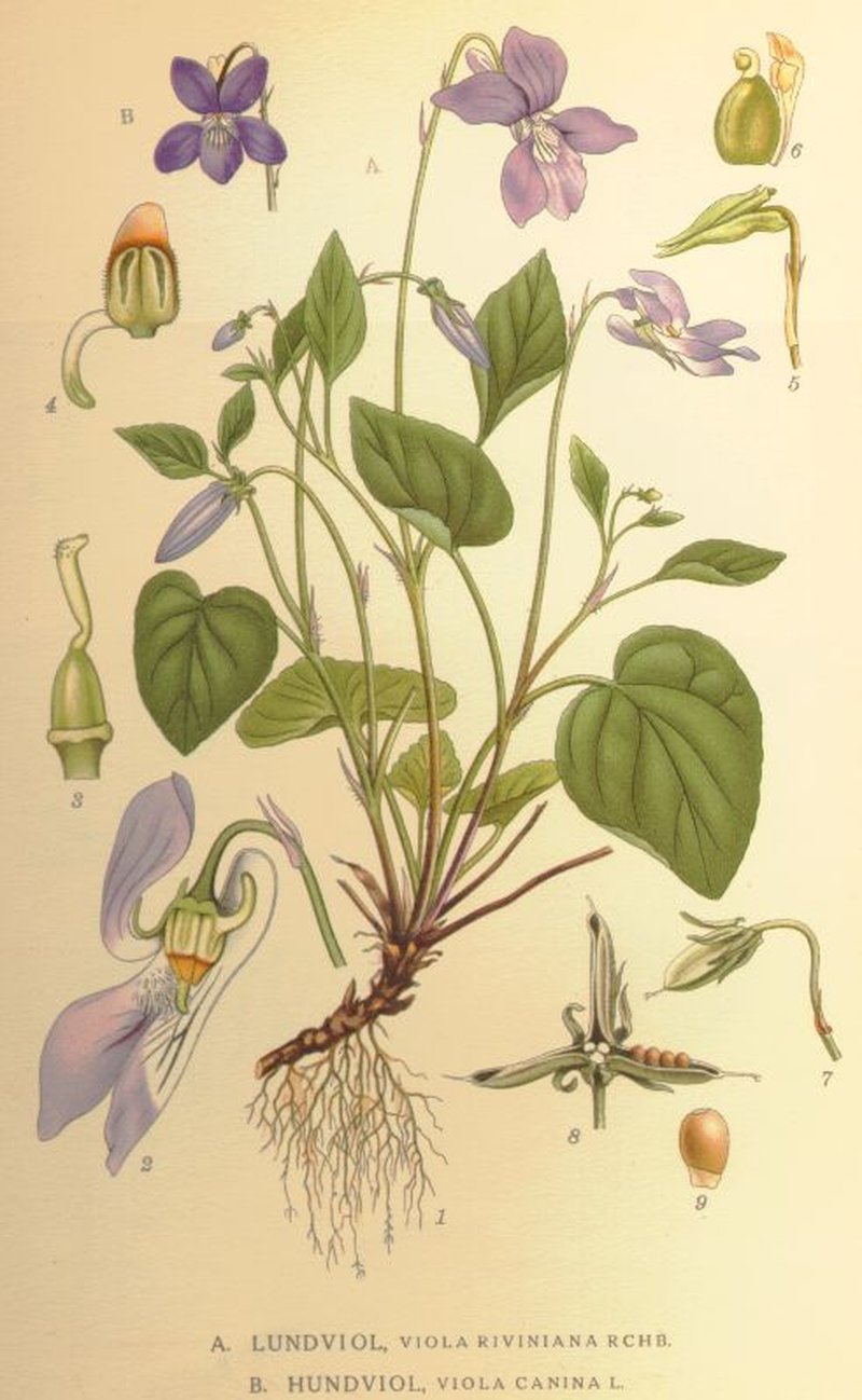 Dog Violet photo 7