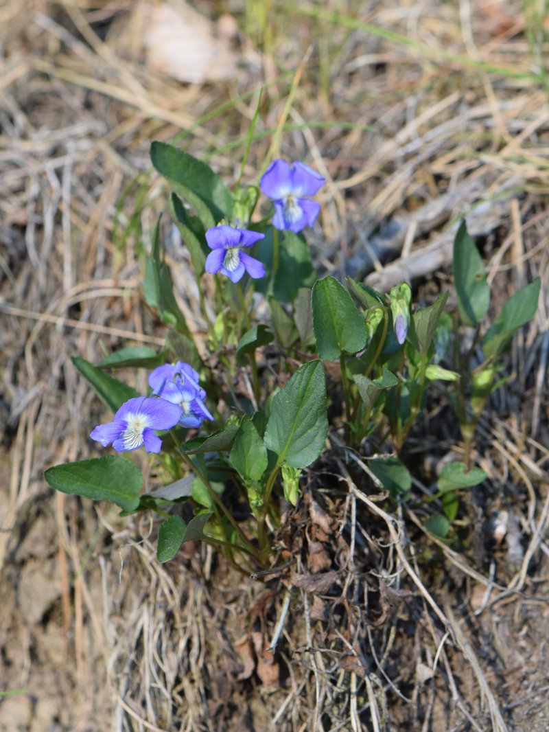 Dog Violet photo 8