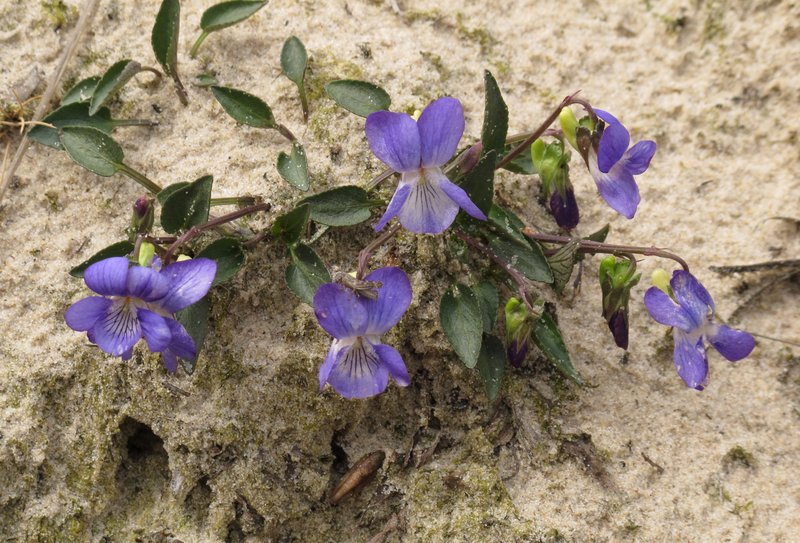 Dog Violet photo 2