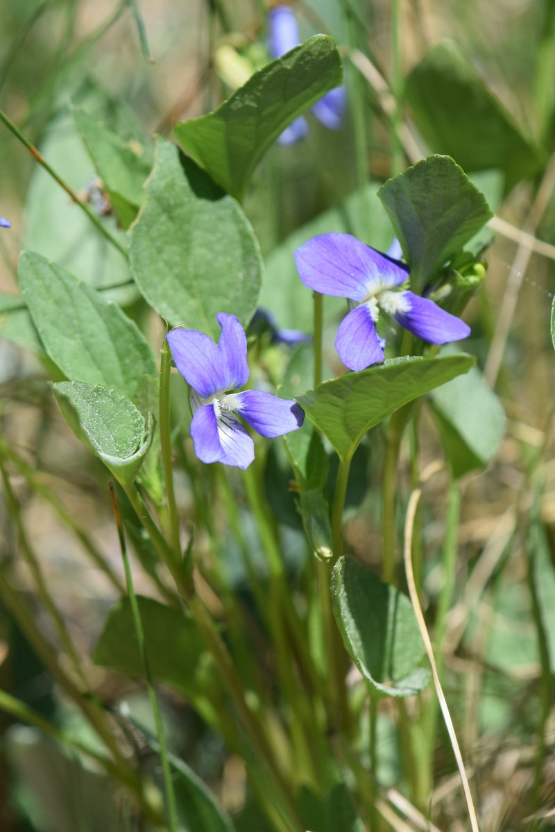 Dog Violet photo 3