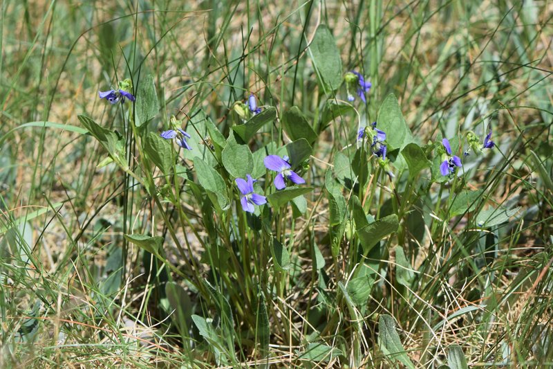 Dog Violet photo 4