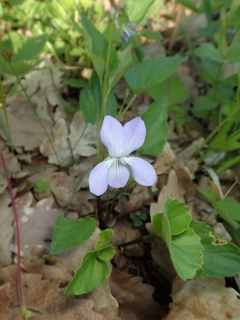 Viola canina subsp. canina