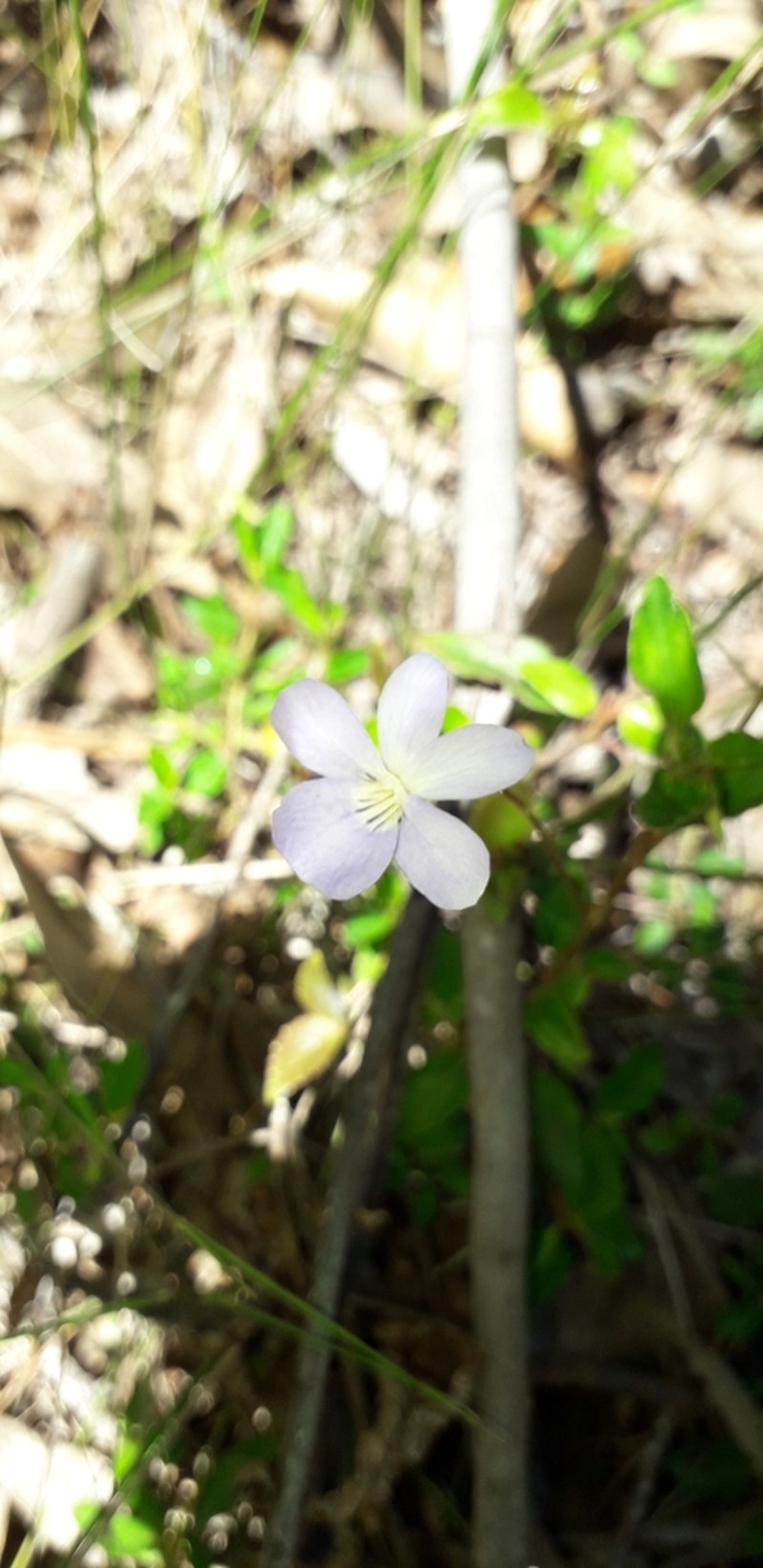 Viola capillaris