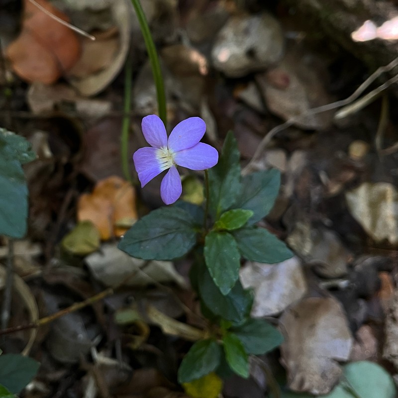 Viola capillaris photo 2