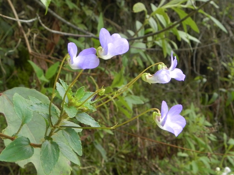 Viola capillaris photo 3