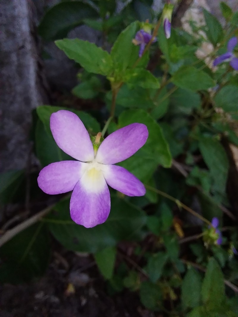 Viola capillaris photo 4