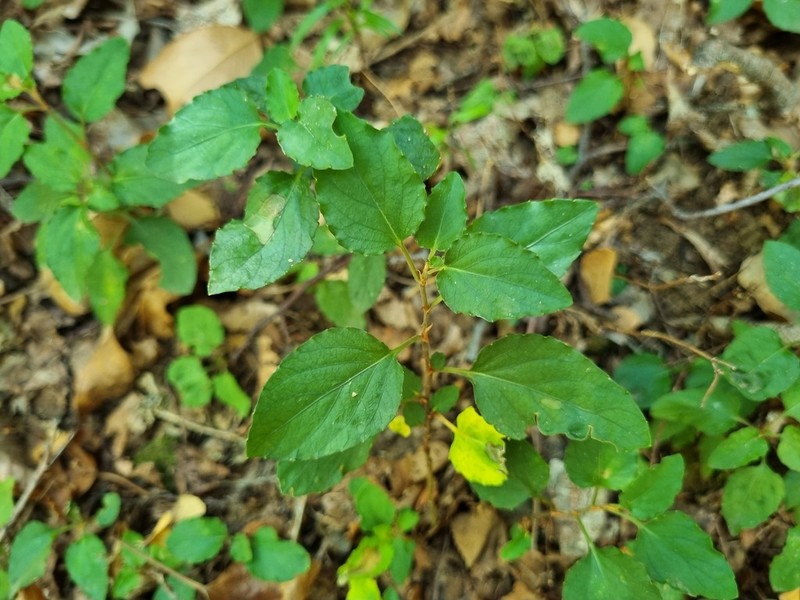 Viola capillaris photo 5
