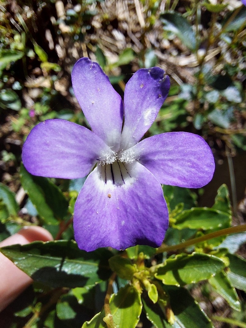 Viola capillaris photo 6