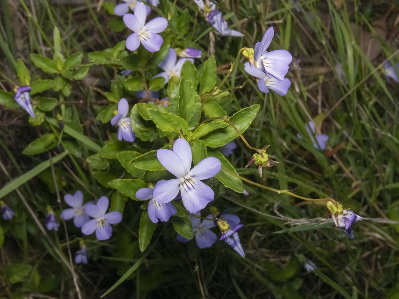 Viola capillaris photo 7