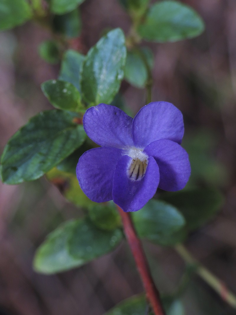 Viola capillaris photo 8