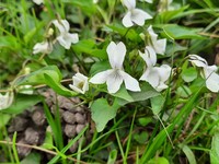 Viola caspia