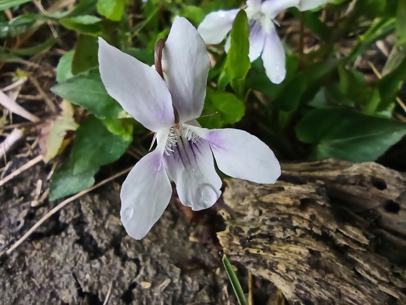 Viola caspia photo 2