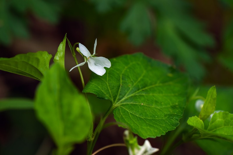 Viola caspia photo 3