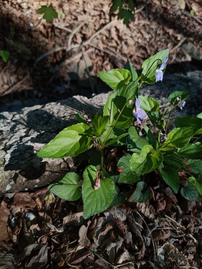 Viola caspia photo 4
