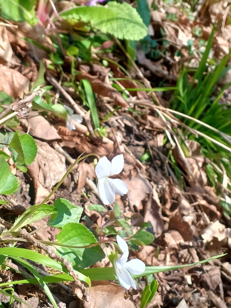 Viola caspia photo 5