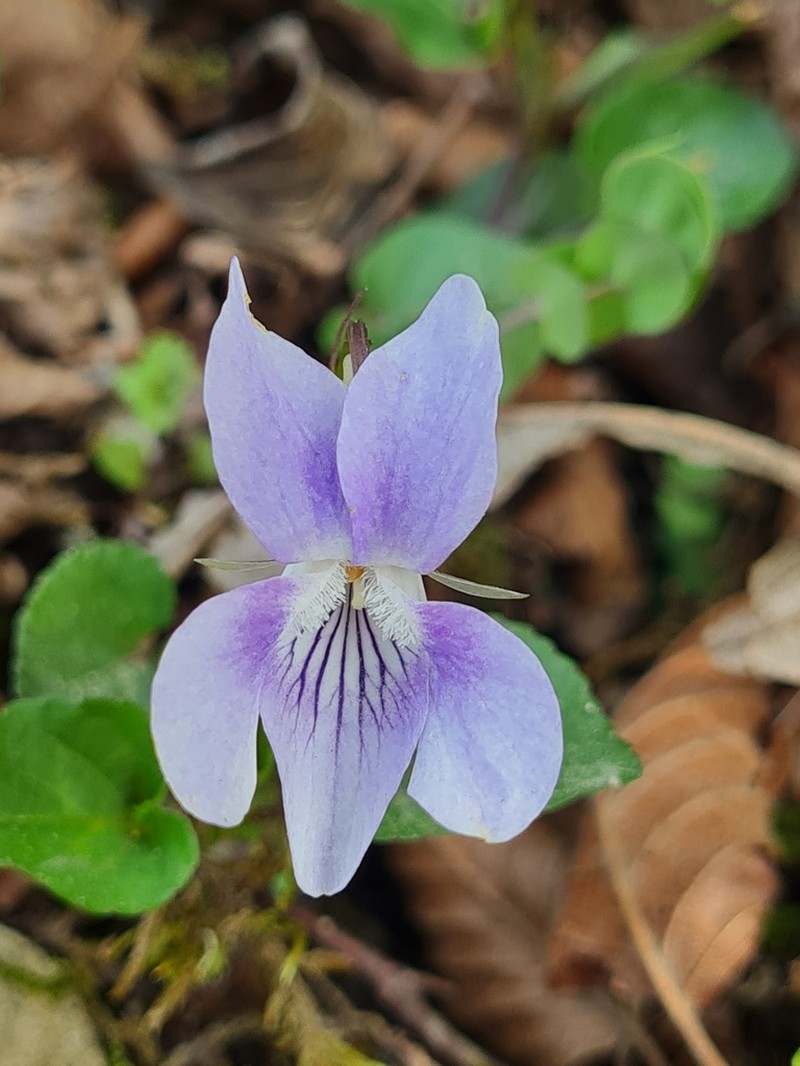 Viola caspia photo 6