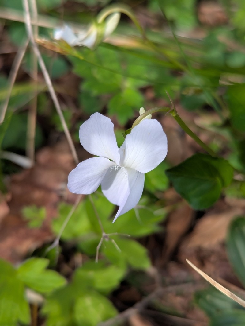 Viola caspia photo 7