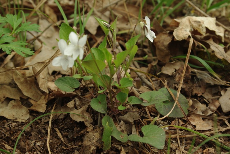 Viola caspia photo 8