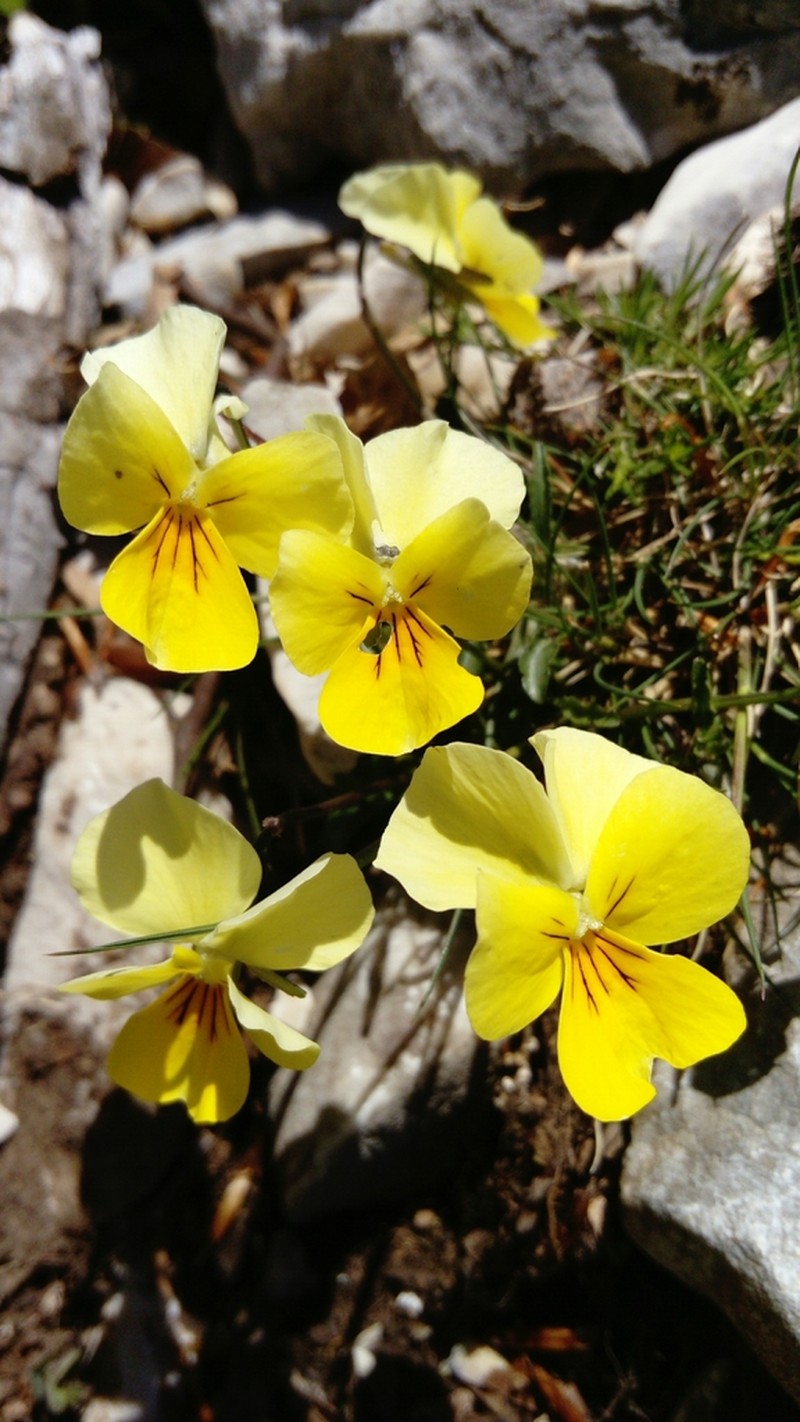 Viola cassinensis