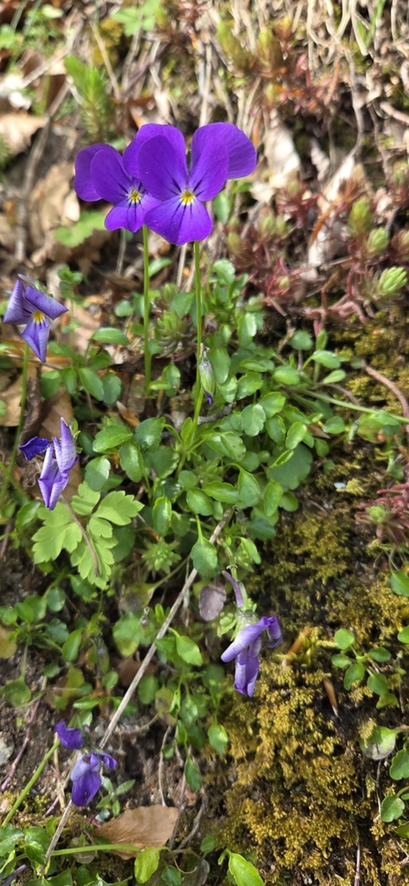 Viola cassinensis photo 2