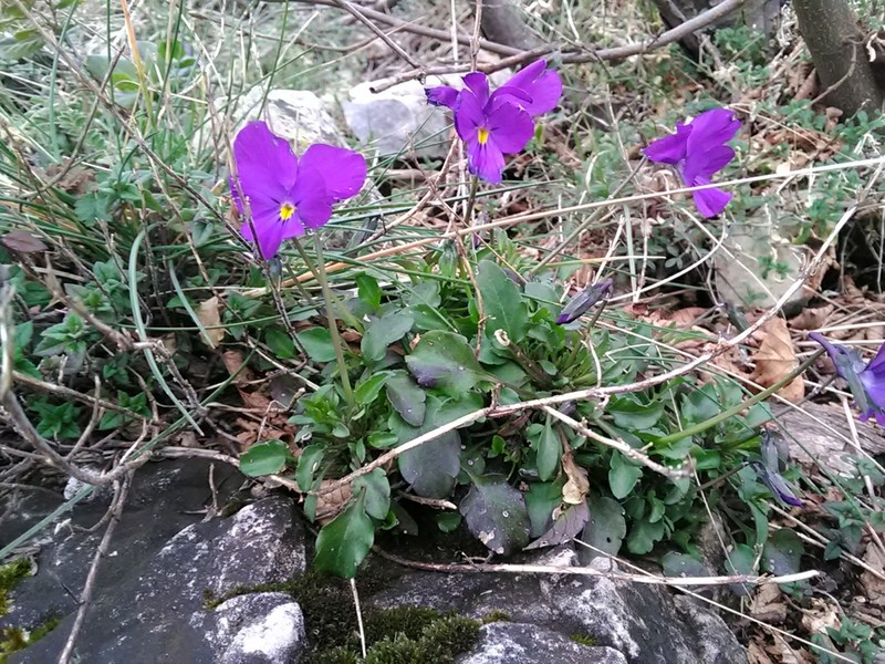 Viola cassinensis photo 3