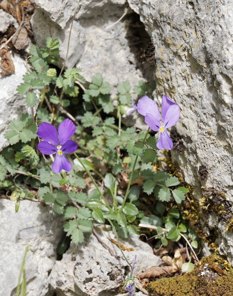 Viola cassinensis photo 5