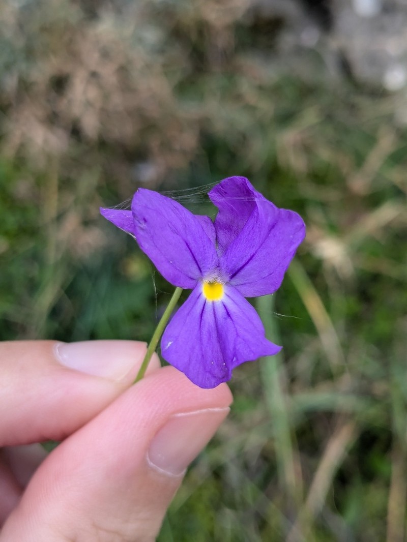 Viola cassinensis photo 6