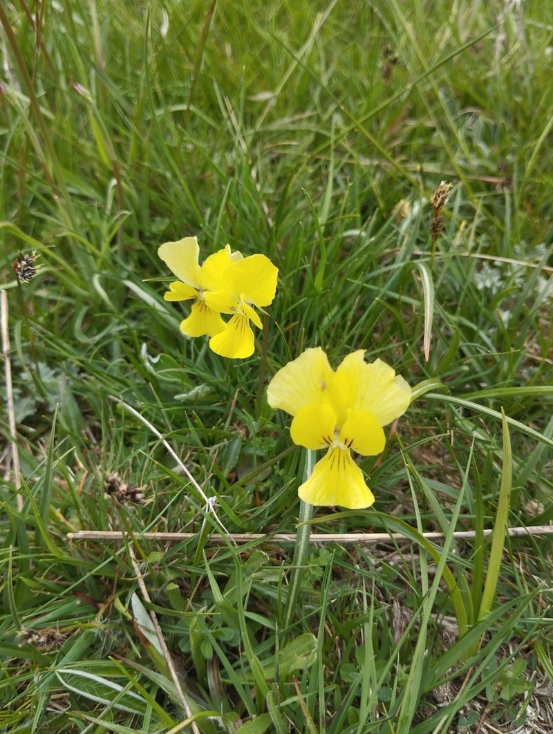 Viola cassinensis photo 7