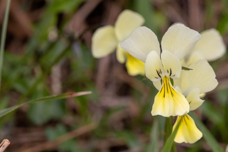 Viola cassinensis photo 8