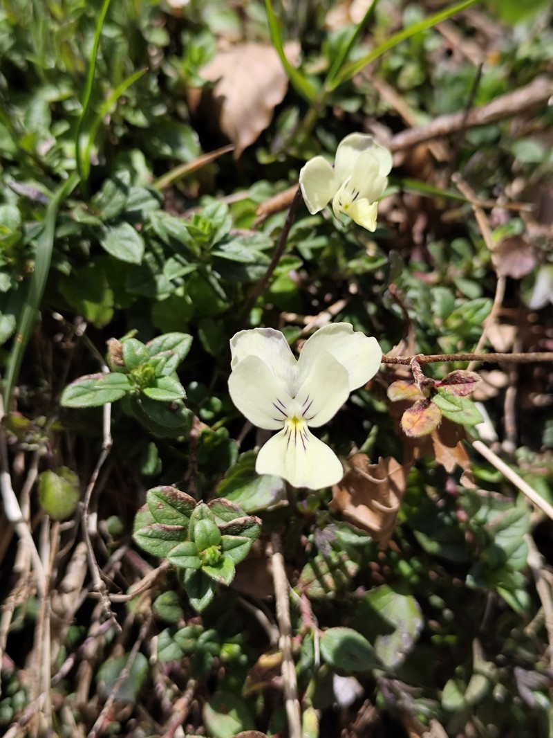 Viola cassinensis subsp. pseudogracilis