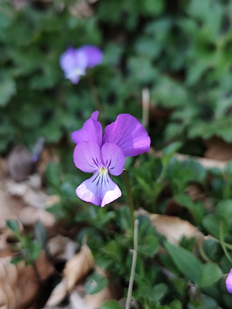 Viola cassinensis subsp. pseudogracilis photo 2