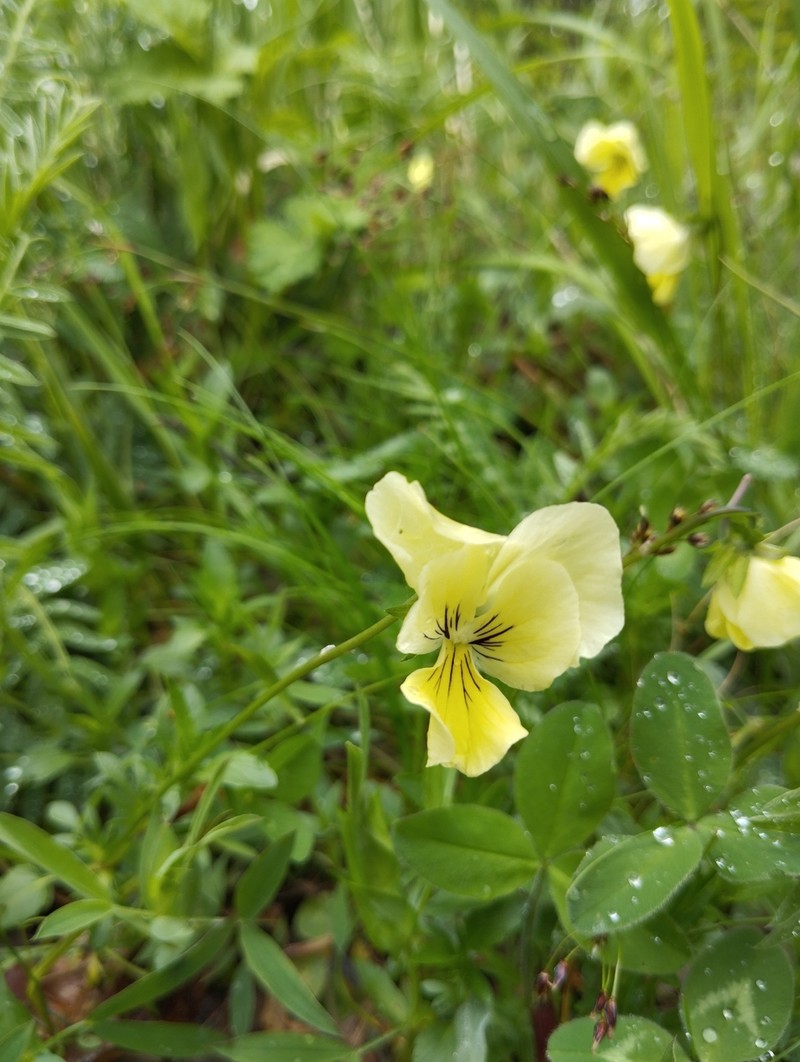 Viola cassinensis subsp. pseudogracilis photo 3