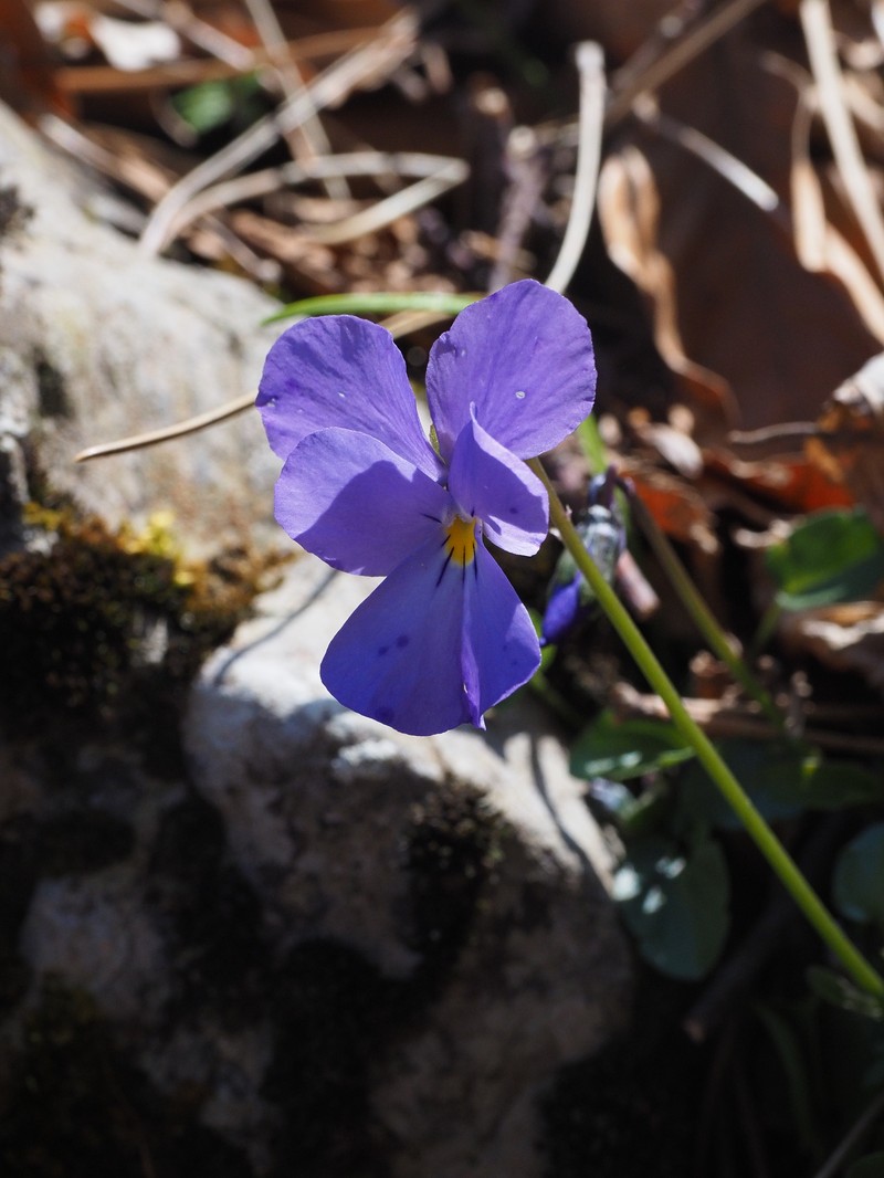 Viola cassinensis subsp. pseudogracilis photo 4