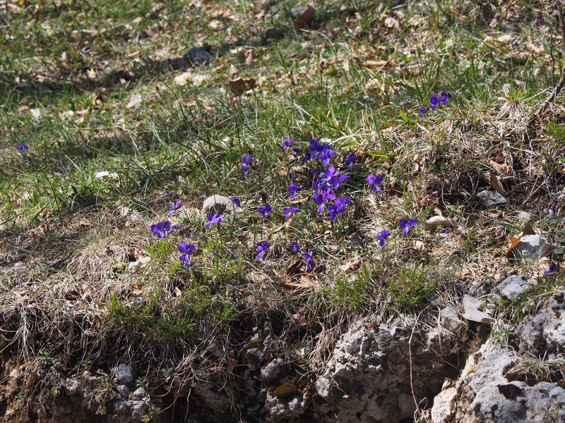 Viola cassinensis subsp. pseudogracilis photo 5