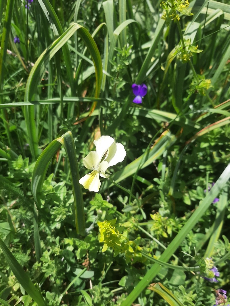 Viola cassinensis subsp. pseudogracilis photo 6