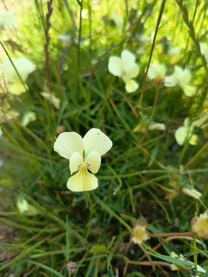 Viola cassinensis subsp. pseudogracilis photo 7